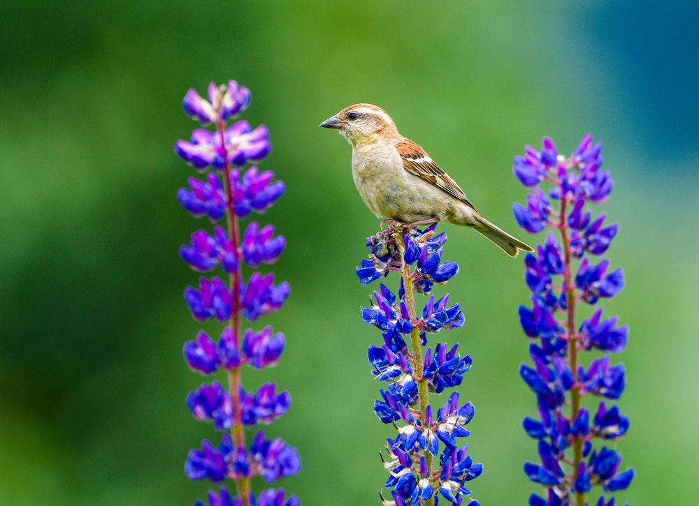 Russet sparrow