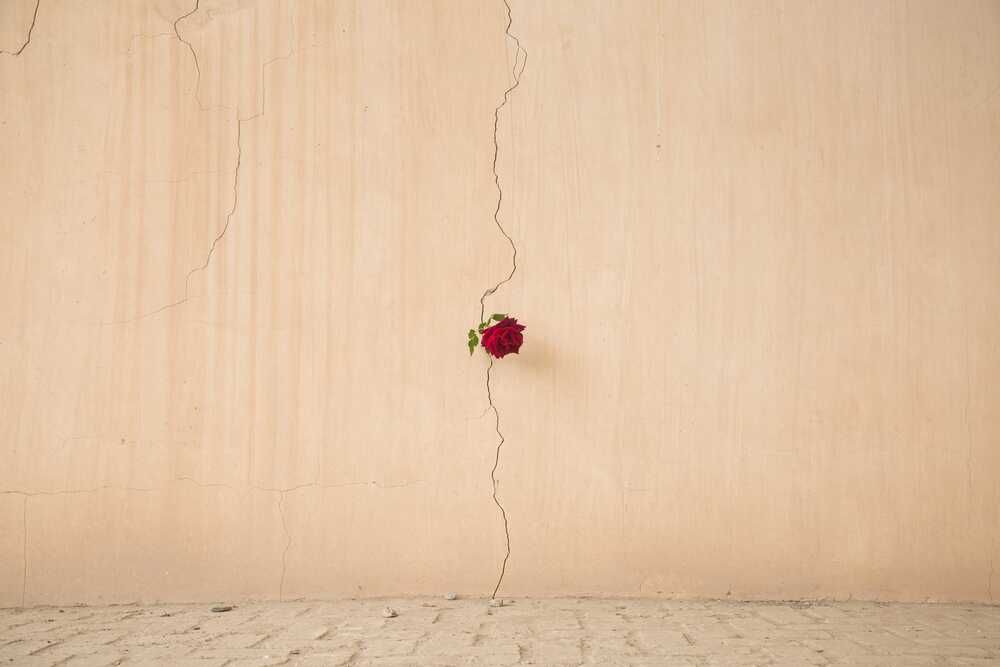 One Flower
