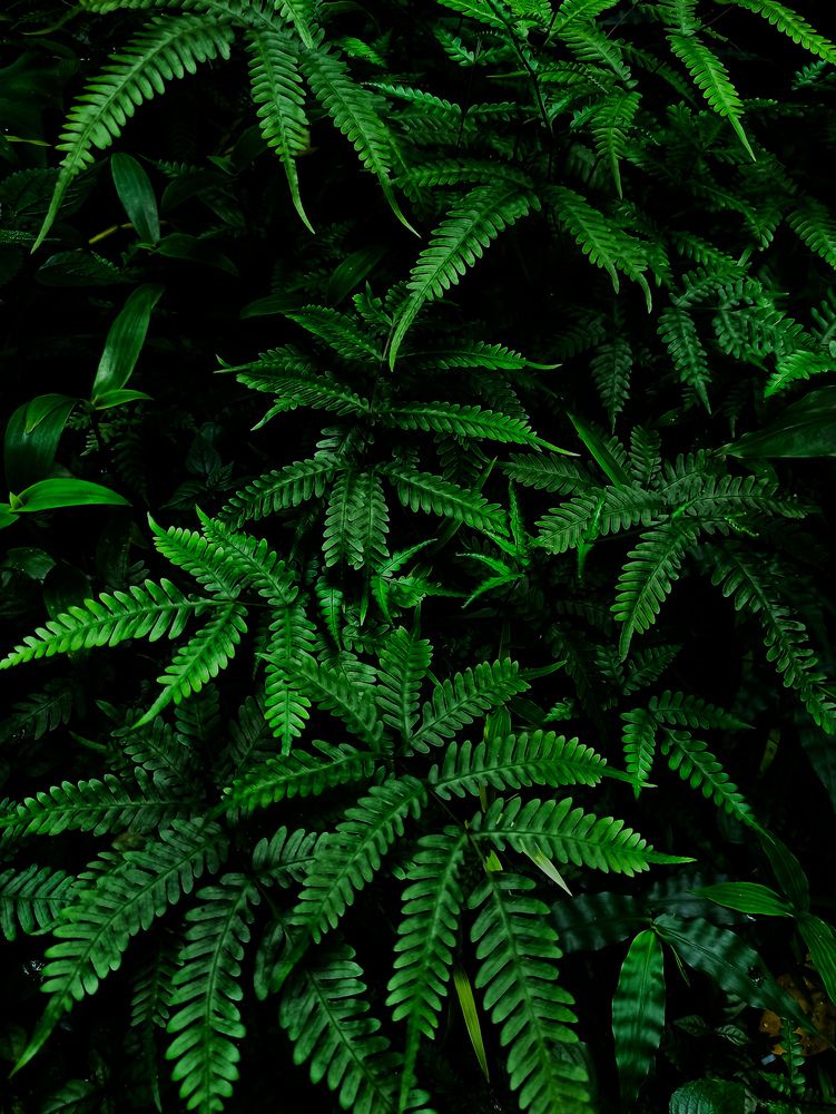 The Dark & The Green