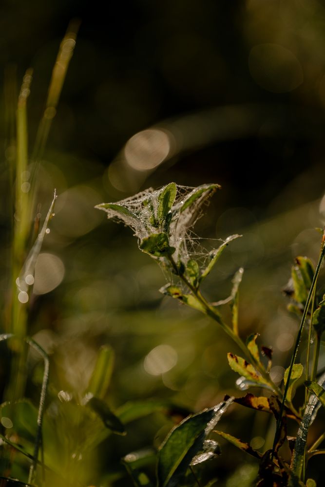 Photograph by Olesya Vladimirova