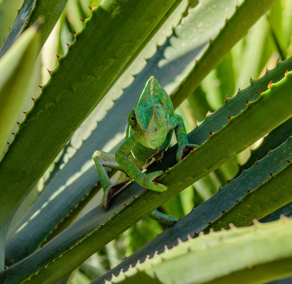 Photograph by Alexander Leshinsky