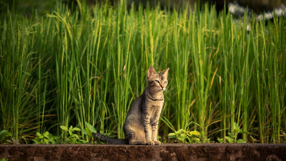 Photograph by Swapnil Mestri