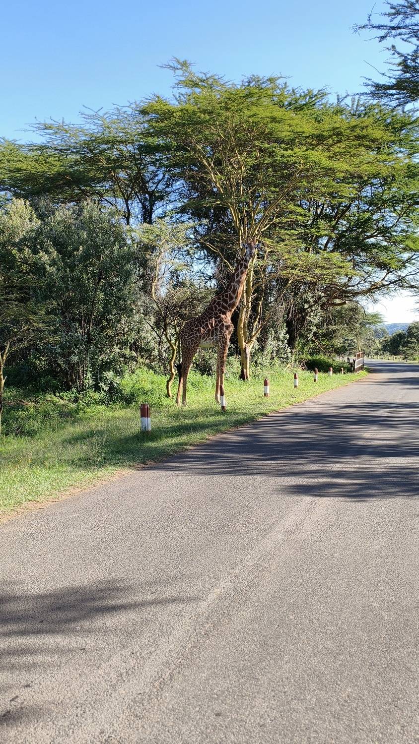 Giraffe crossing