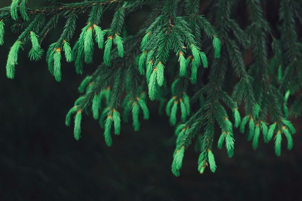 Photograph by Olga Golubkova