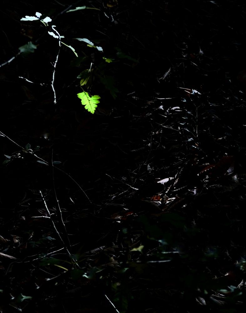 Photograph by Hamidreza zakeri