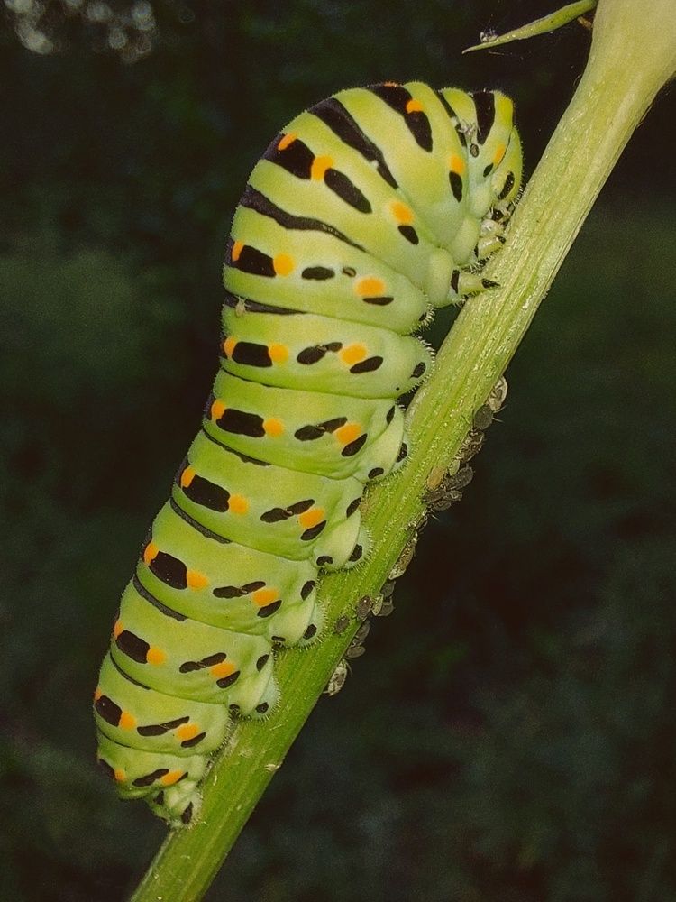 Photograph by Алена Марченко