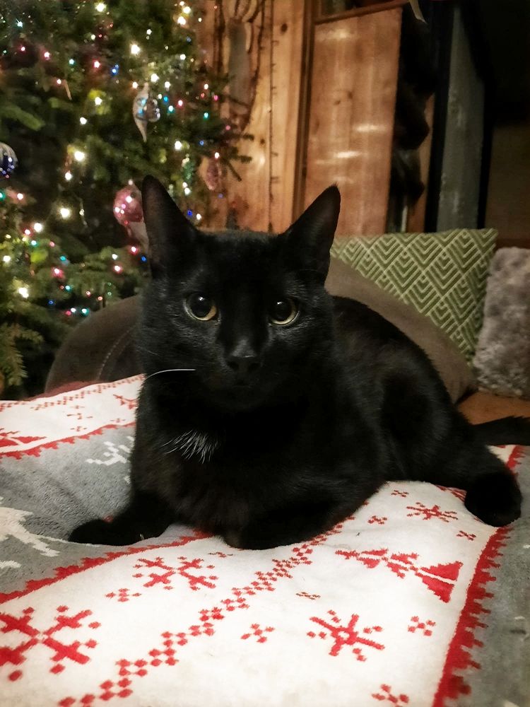 Christmas Guardian
