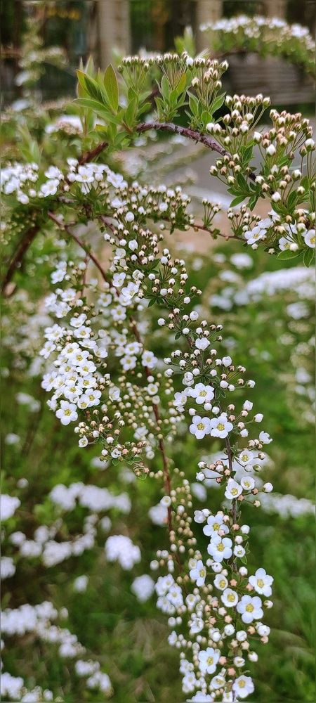 Photograph by Алла Холодова