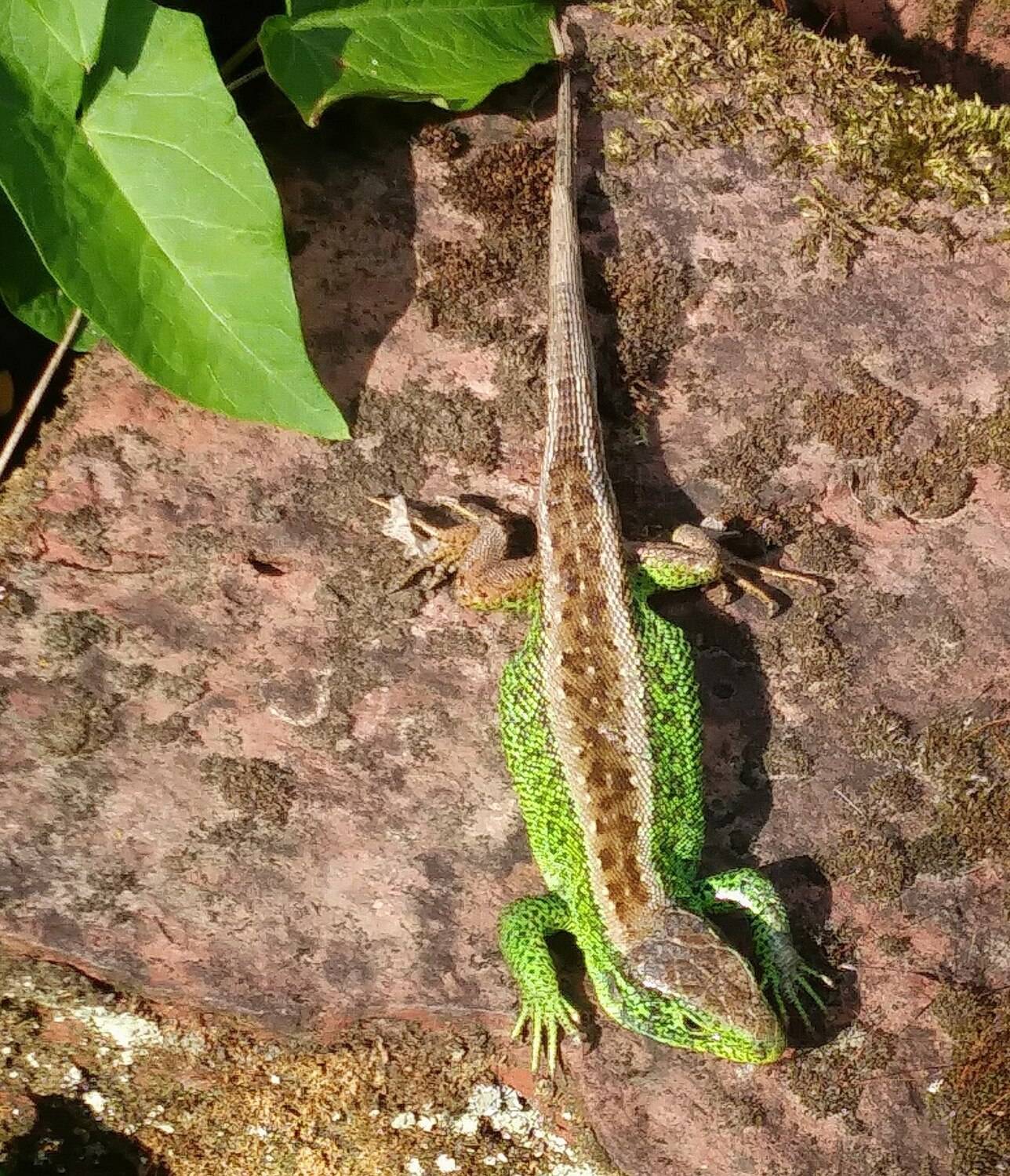 green lizard 2026.