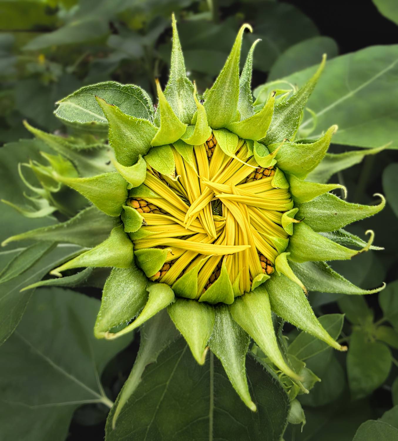 The Sun Within the Flower