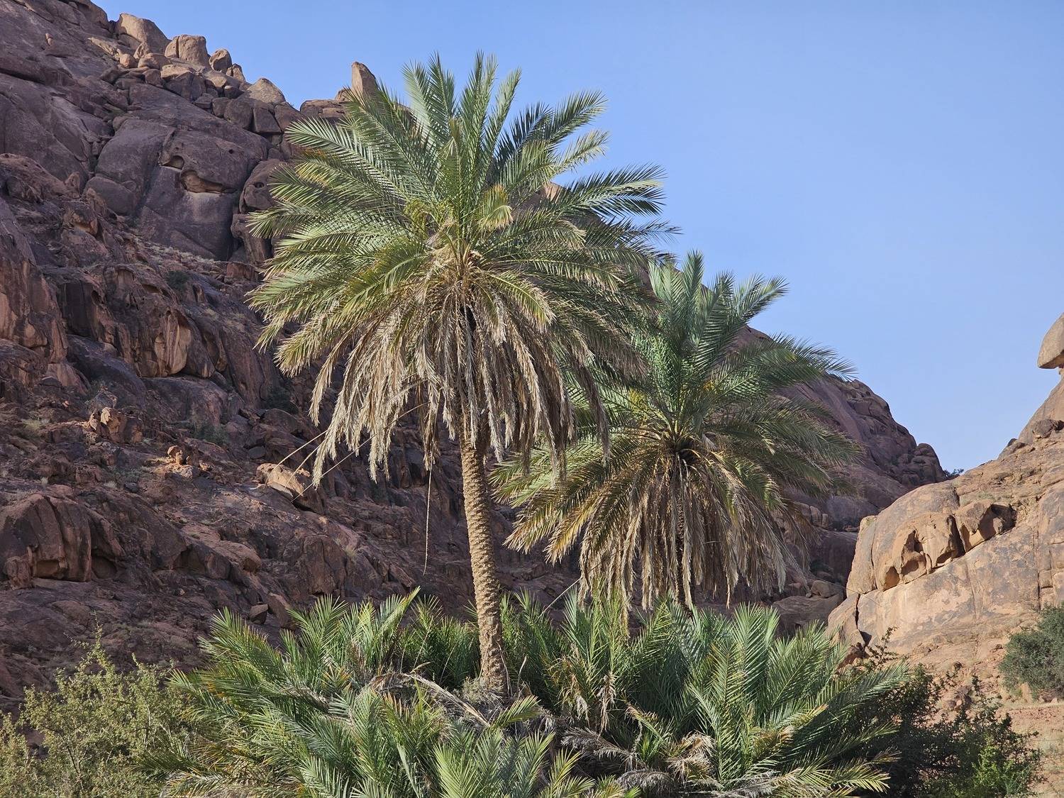 Palm trees in between the mountains
