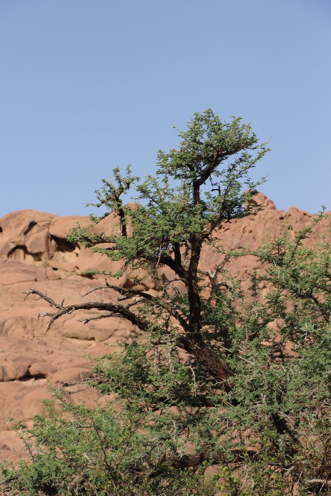 Green plant and red mountain