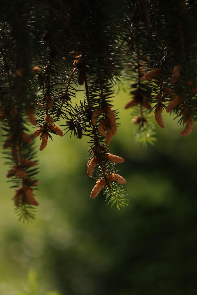 Photograph by Елена Гостева