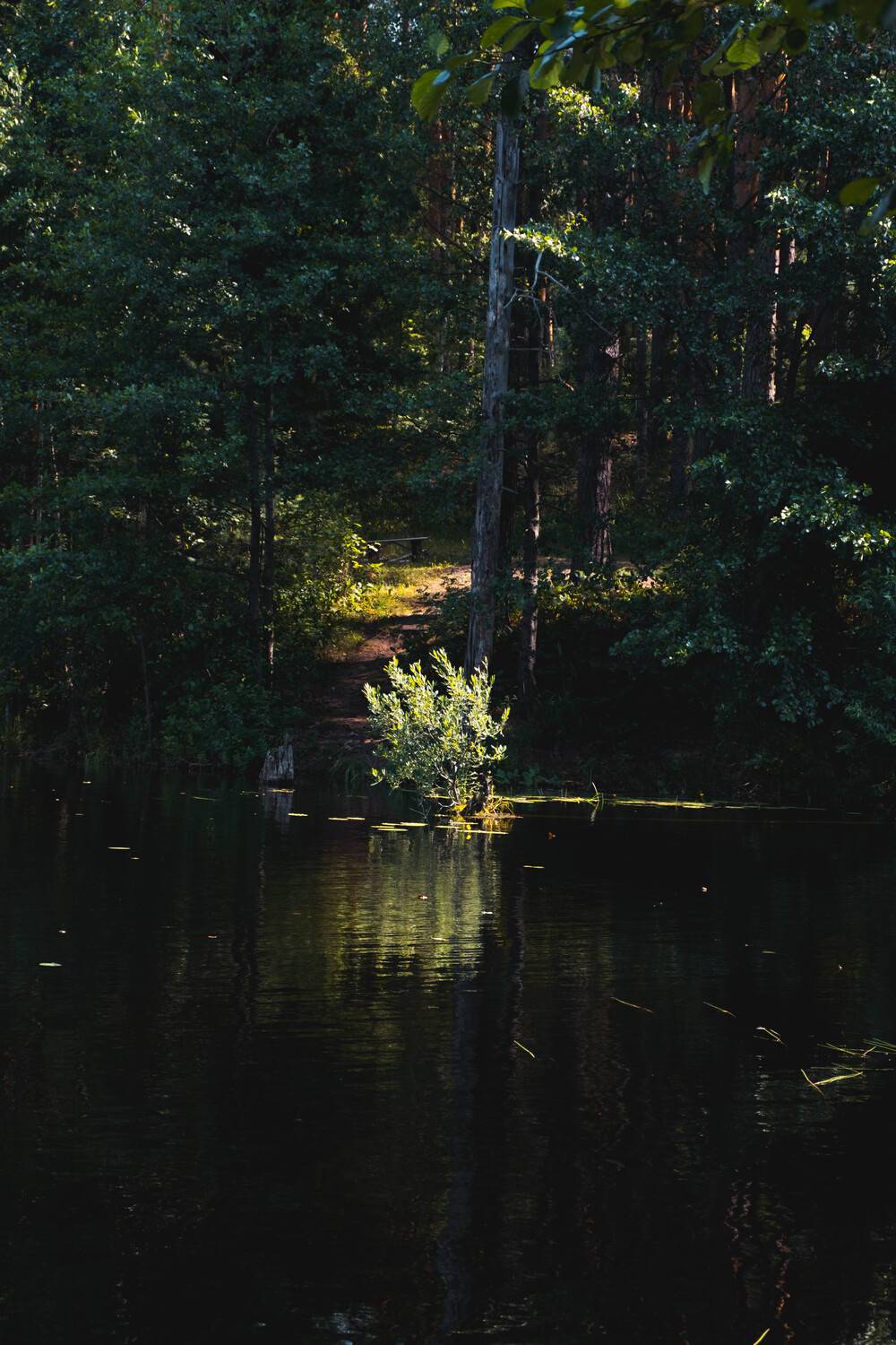 Photo #13638300