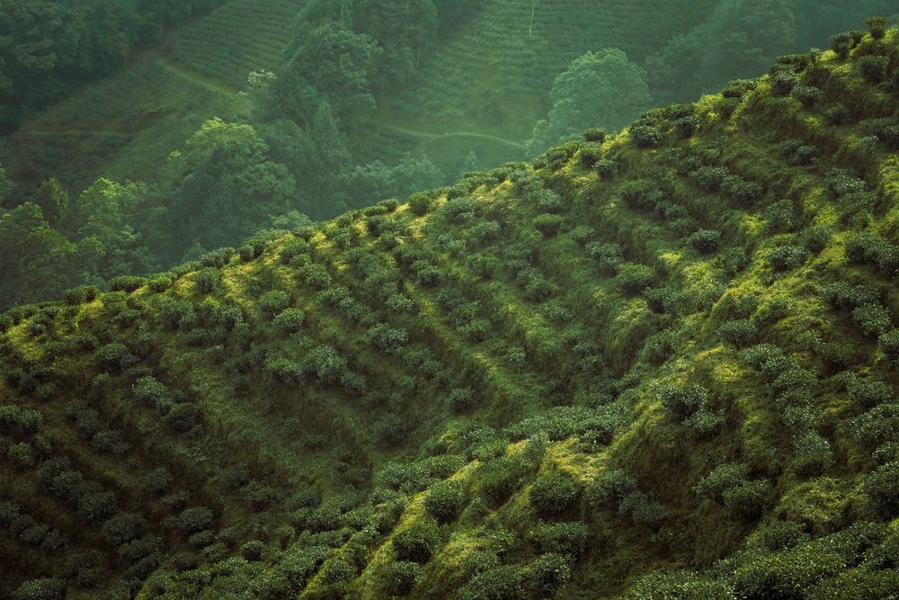 Emerald Waves of the Highlands