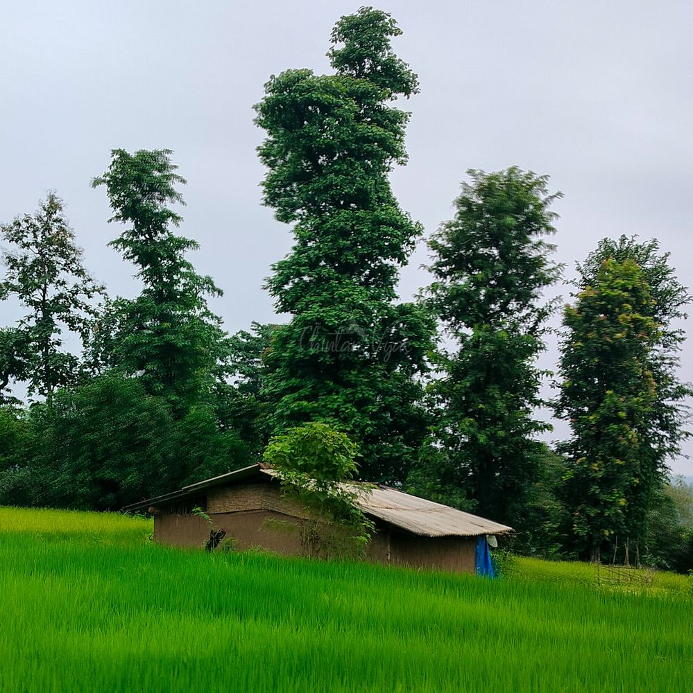 Rural Rice Paddy and Hut Under Overcast Sky