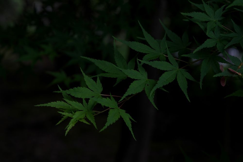 Photograph by Ikuta Hidenori