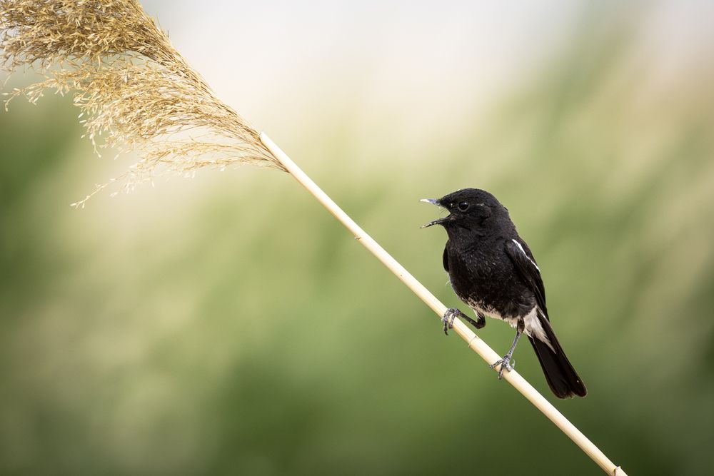 Pied bush chat
