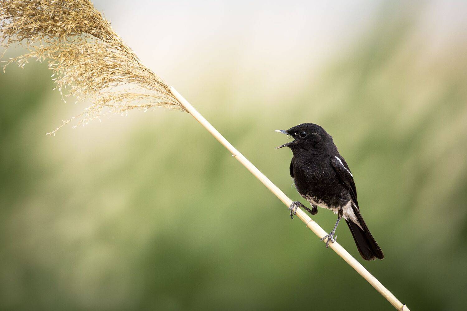 Pied bush chat