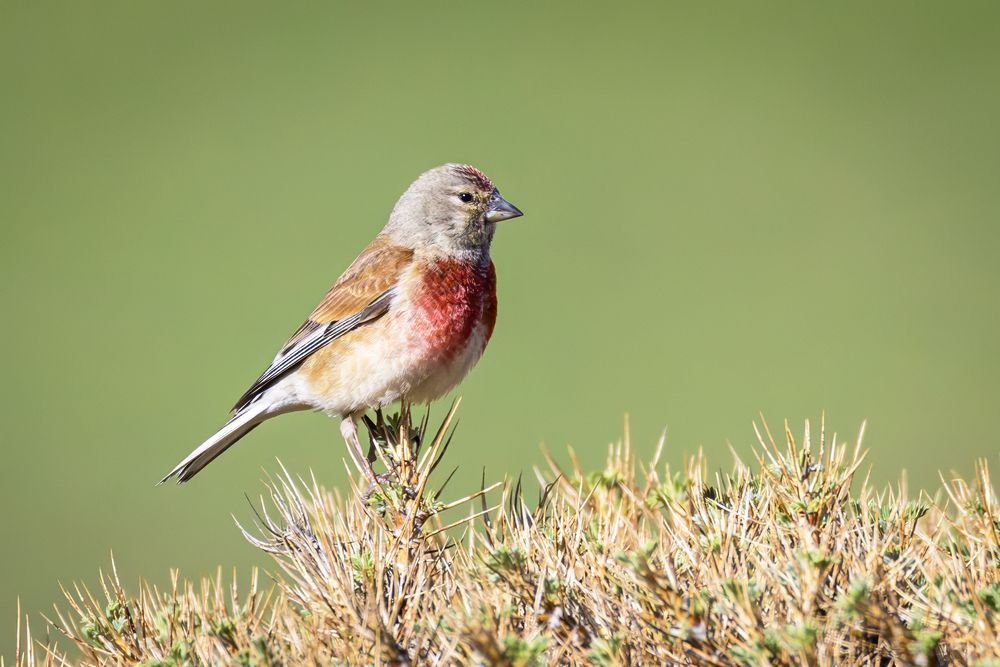 Common Linnet