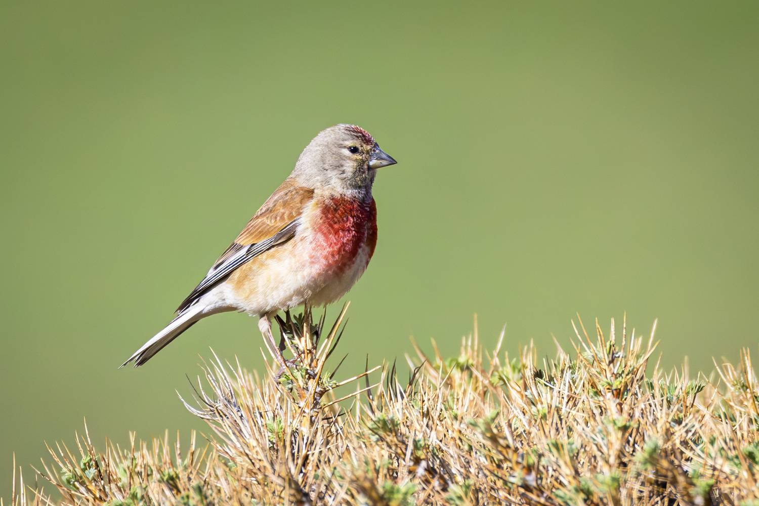 Common Linnet