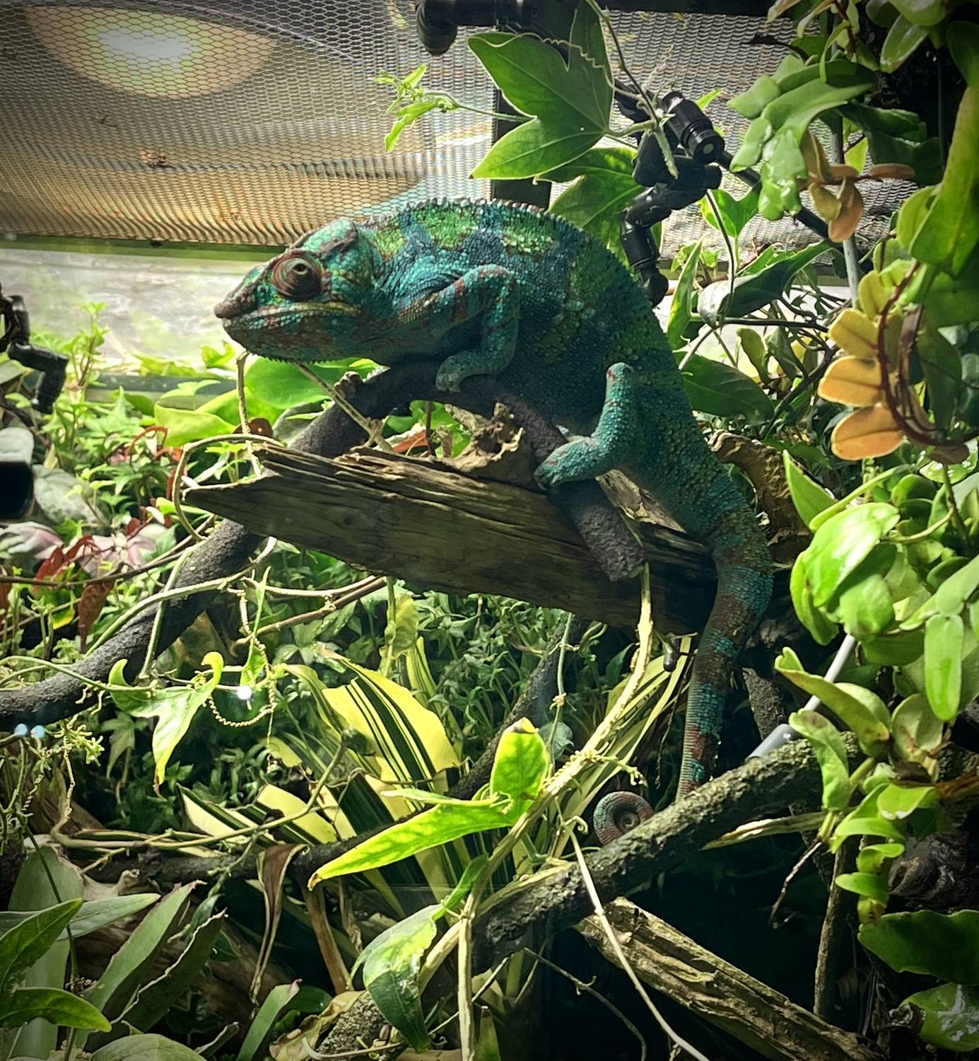 Пантерный хамелеон ( Furcifer pardalis)