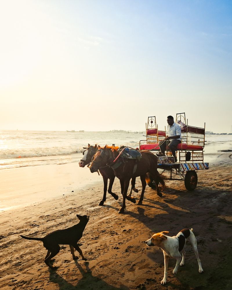 Coastal Carriage at Sunset