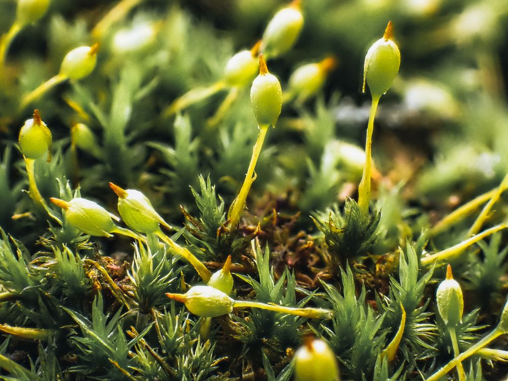 Moss Forest