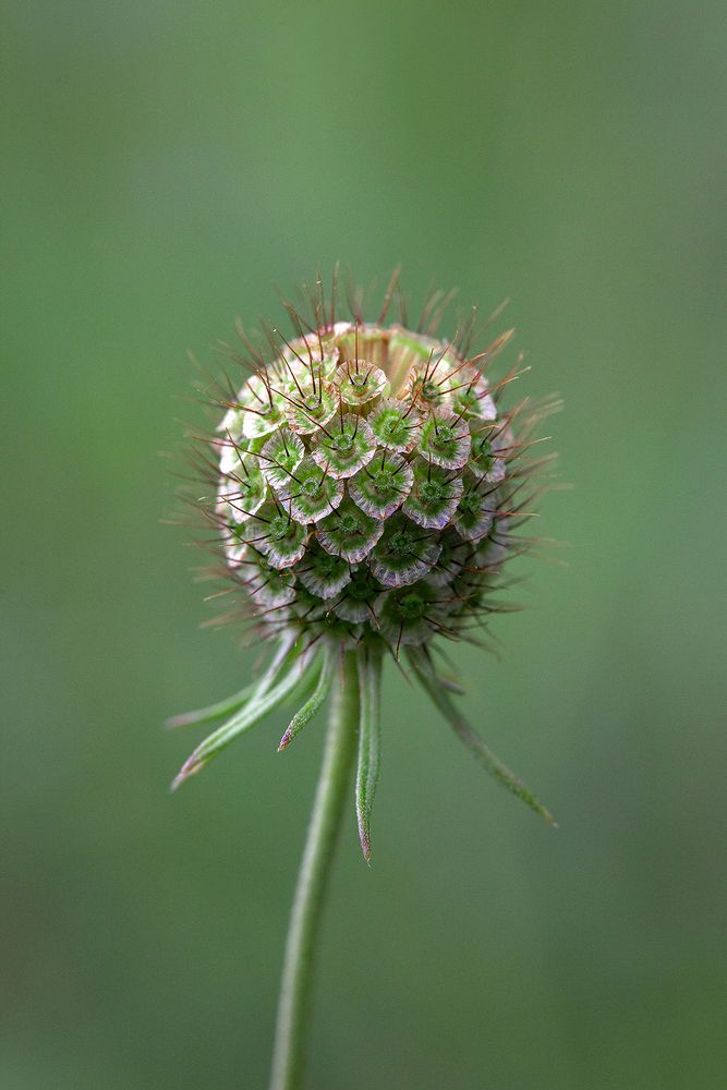 Скабиоза бледно-жёлтая (Scabiosa ochroleuca)