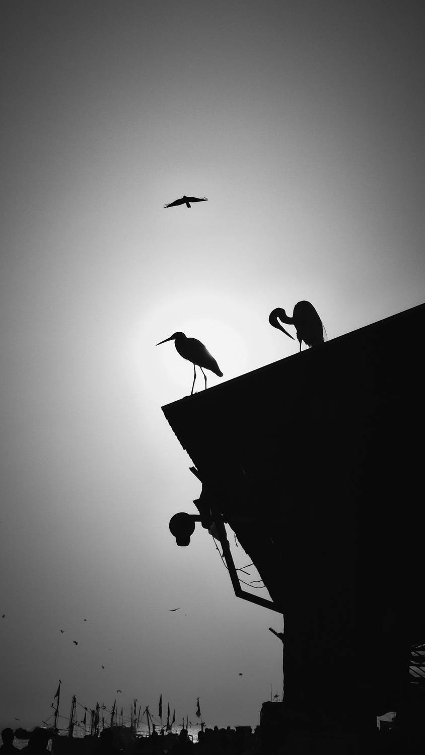 Elegance in Contrast