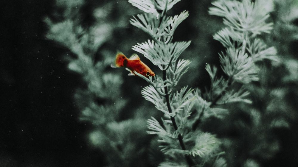 Photograph by Анастасия Калина