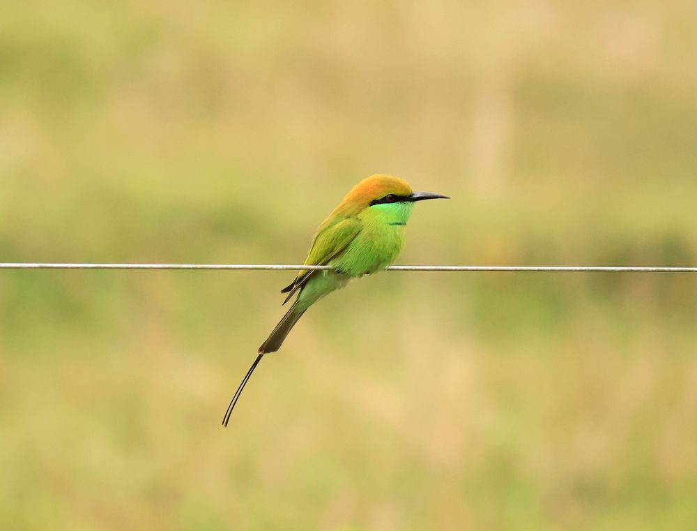 Photograph by Partha Poddar