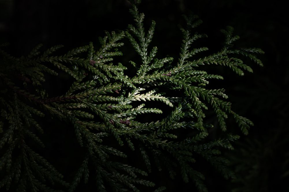 Photograph by KOSHI MASAKI