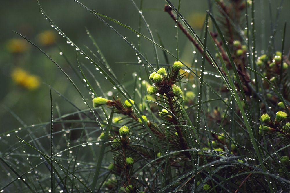 Photograph by Елена Кошелева