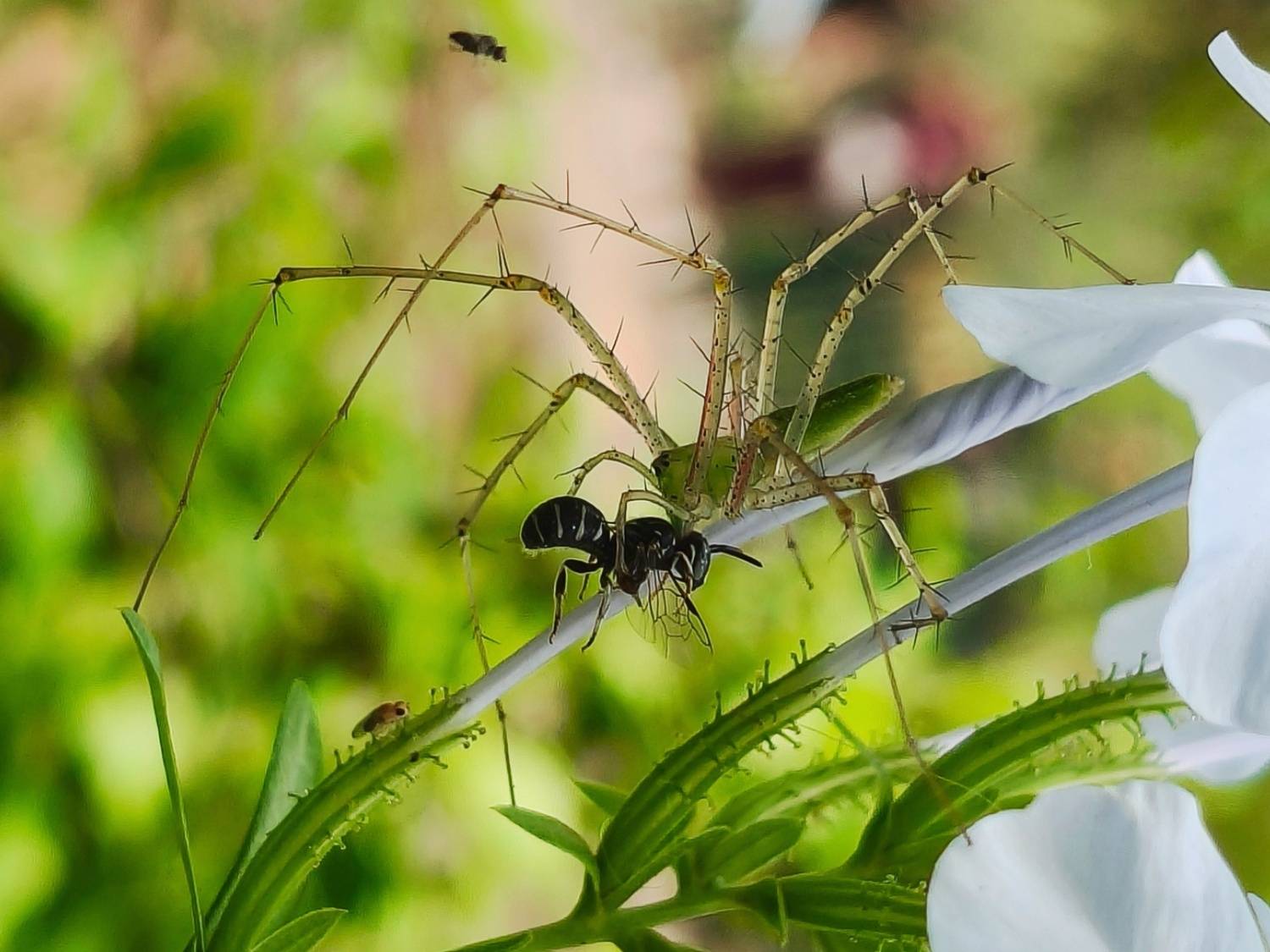 Predators of wild