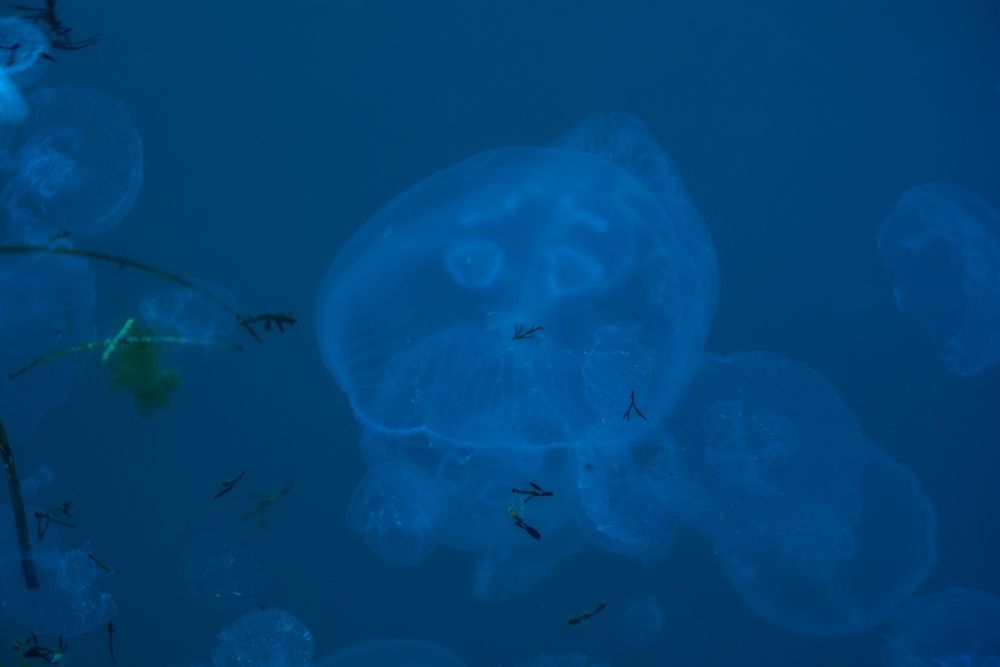 Photograph by Муза Латинская