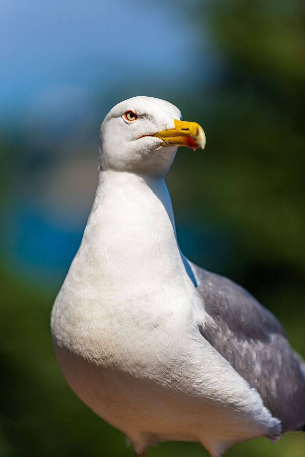Серебристая чайка (Larus argentatus)
