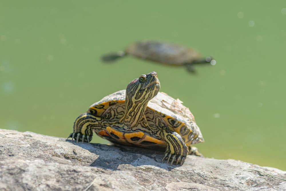 Красноухая черепаха (Trachemys scripta elegans)