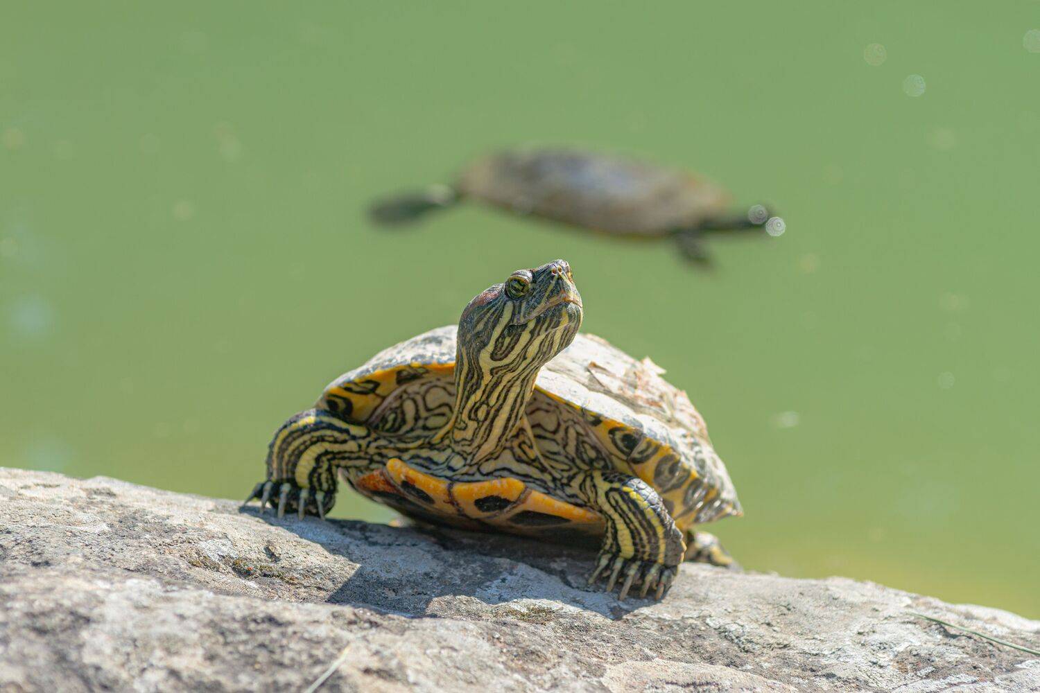 Красноухая черепаха (Trachemys scripta elegans)