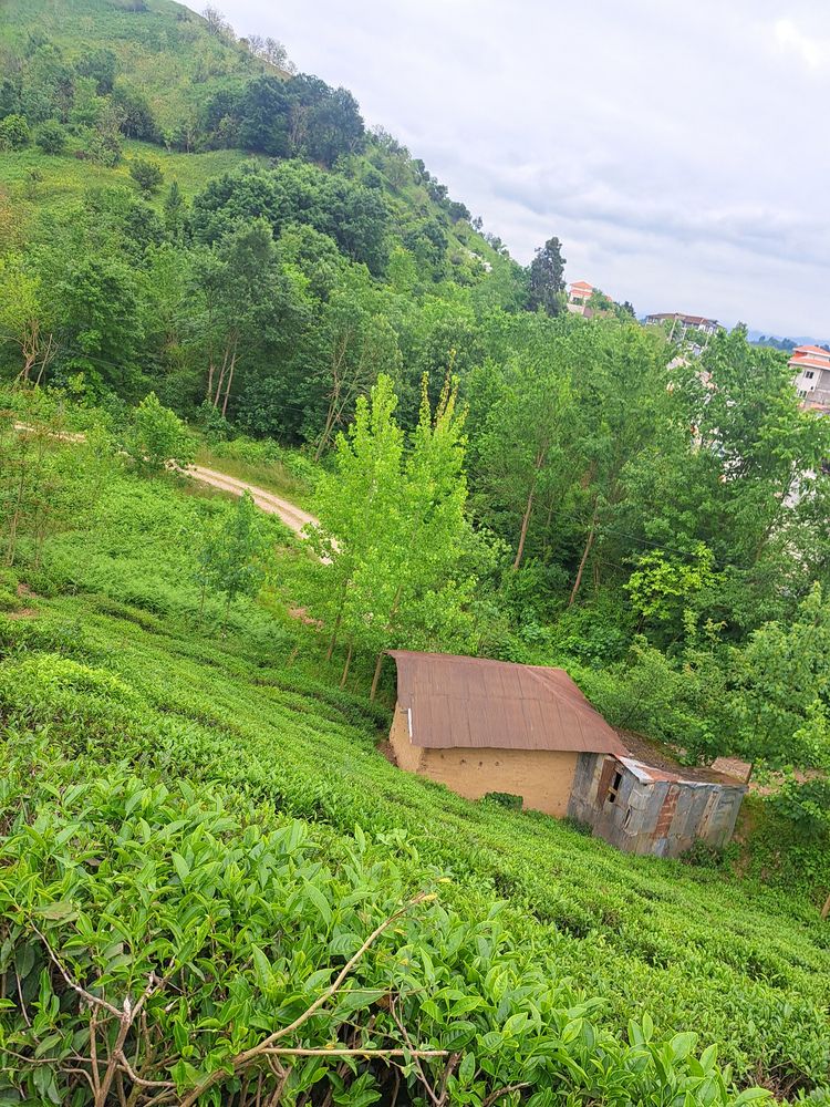 Photograph by Shahrzad Shahrokhi