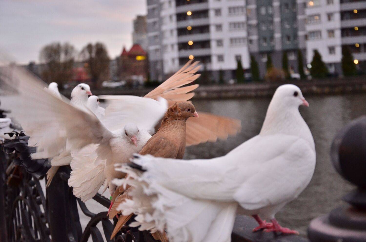 Photo #13639992