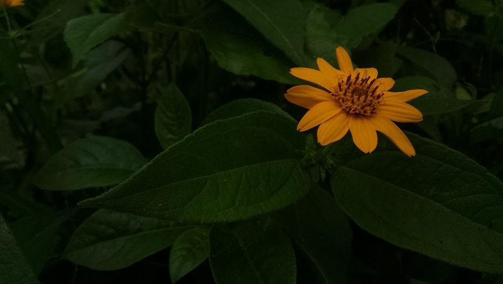 Yellow Wildflower in Lush Green Foliage