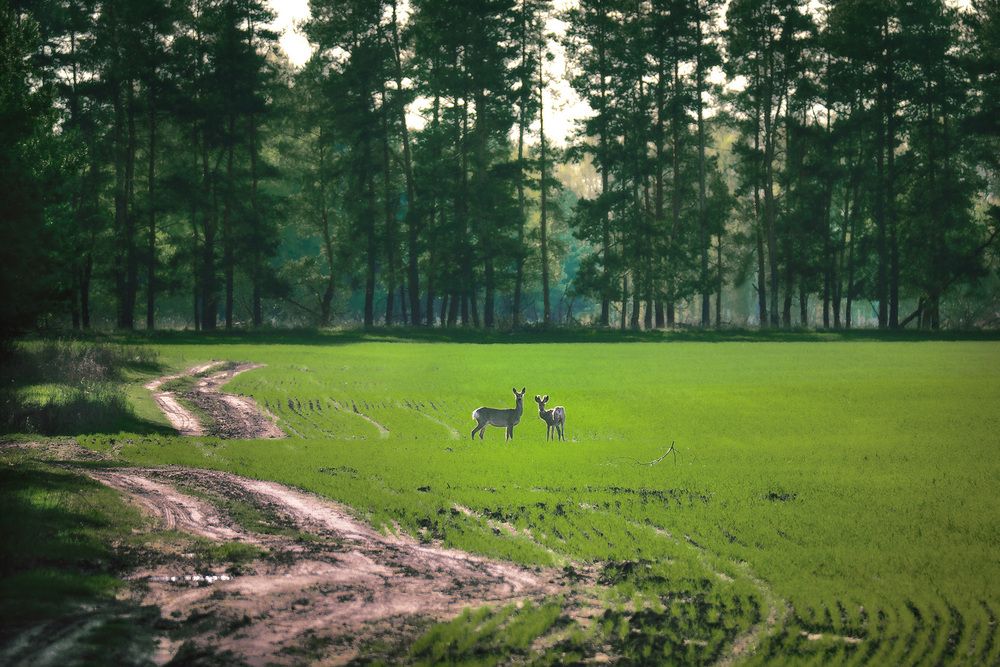 Майская зелень