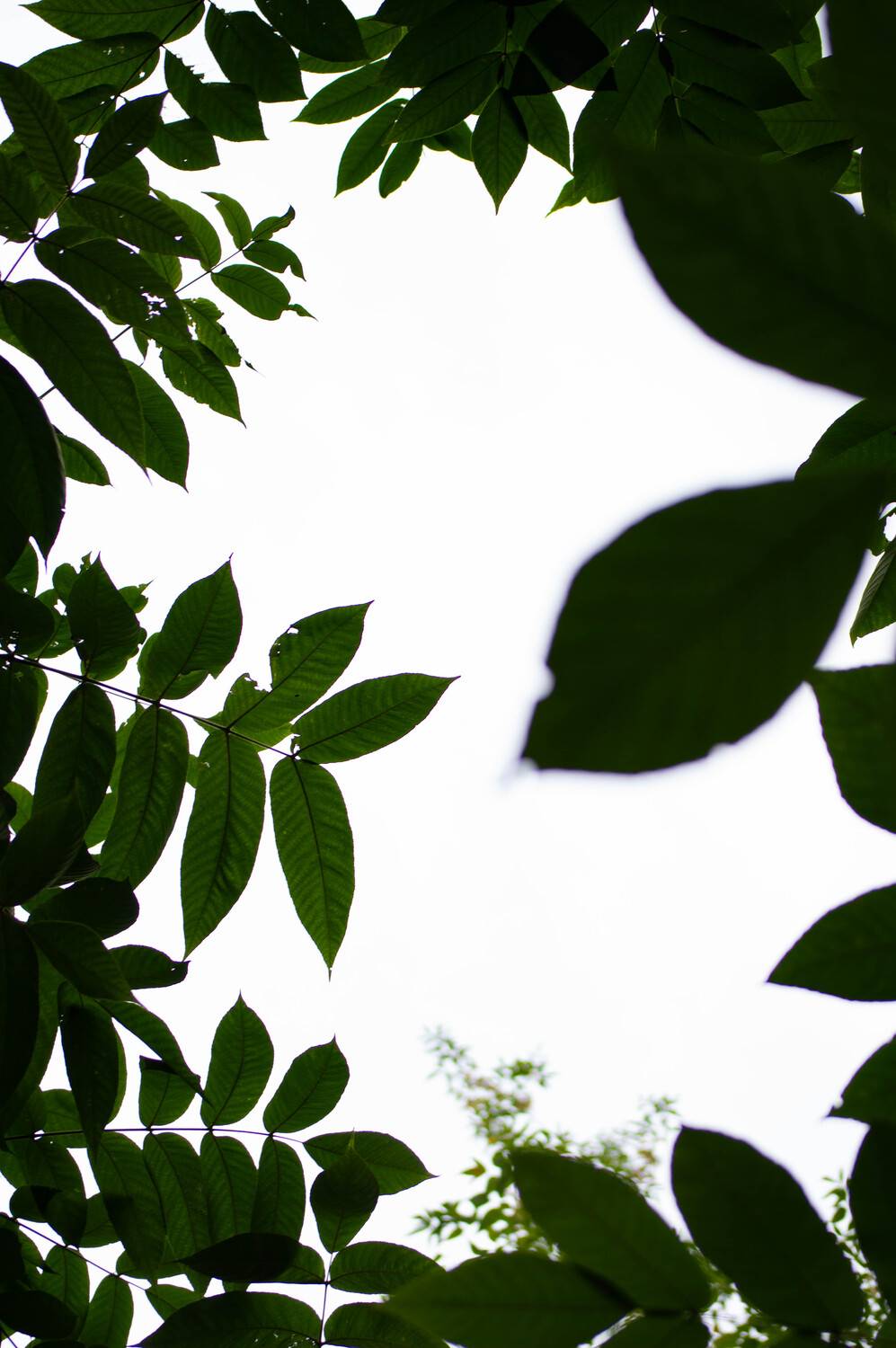 Photo #13640219