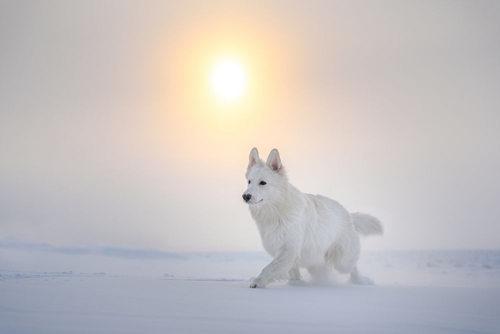 Lone wolf - white swiss shepherd