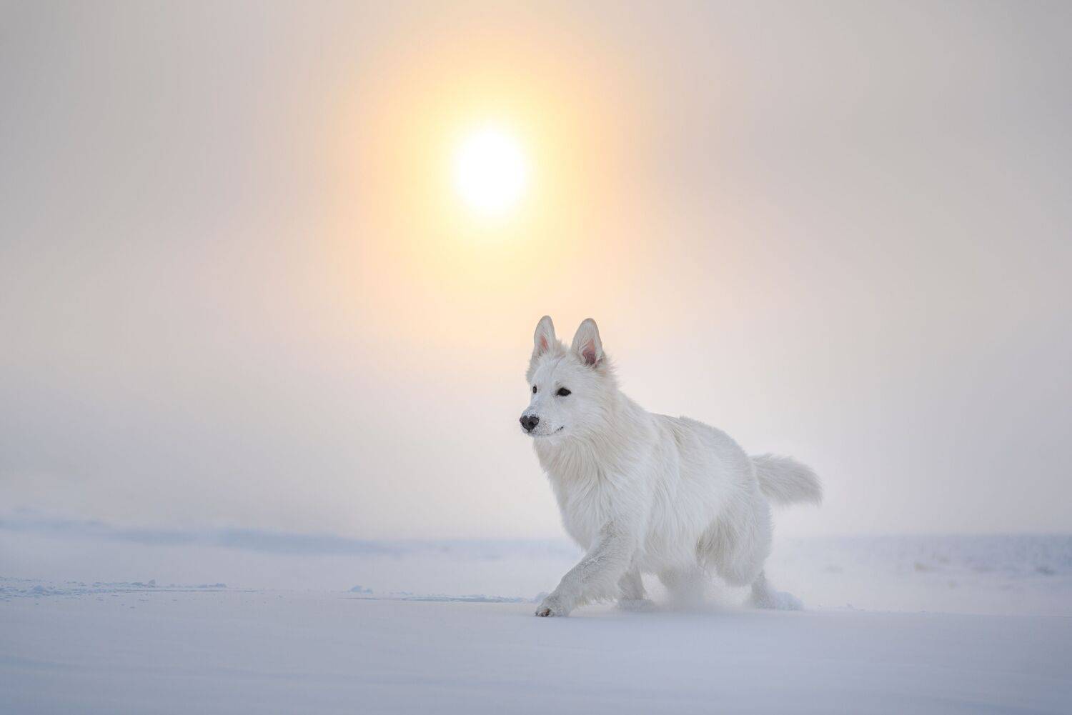 Lone wolf - white swiss shepherd