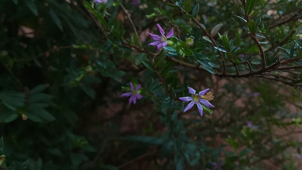 Small Purple Flowers on Dark Green Branches