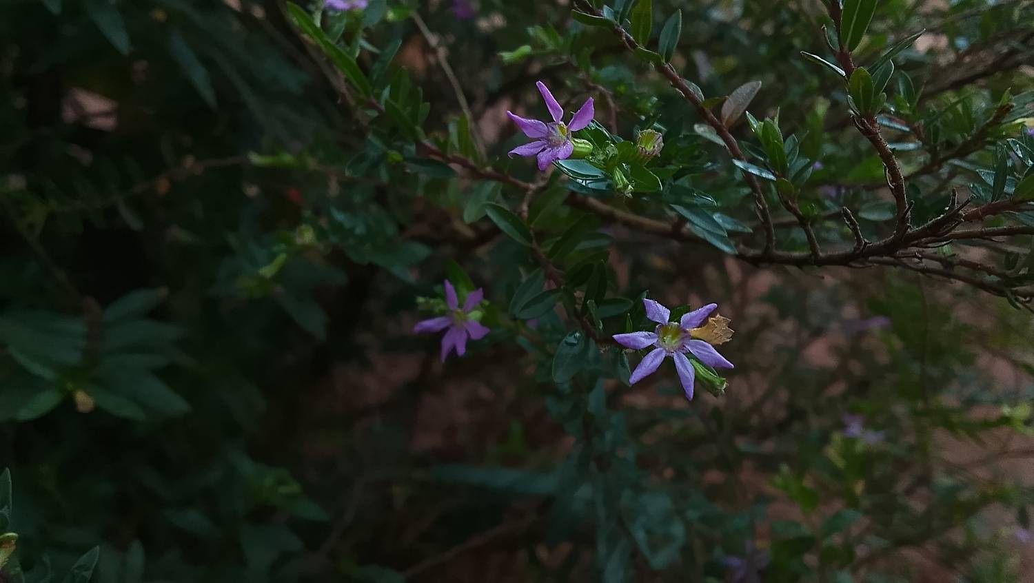 Small Purple Flowers on Dark Green Branches