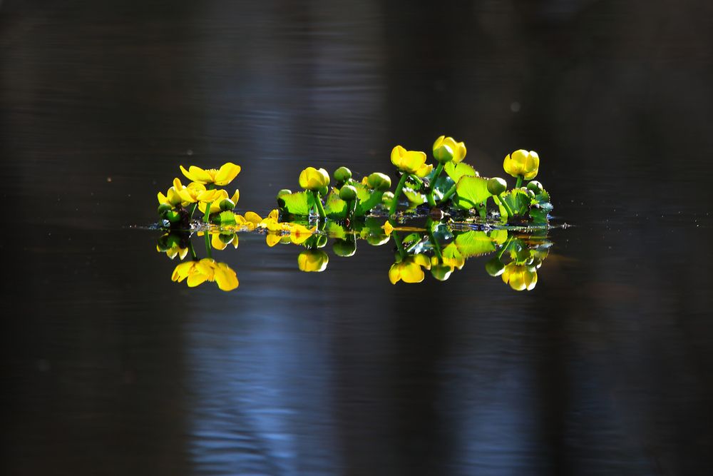 Photograph by Николай Протасеня