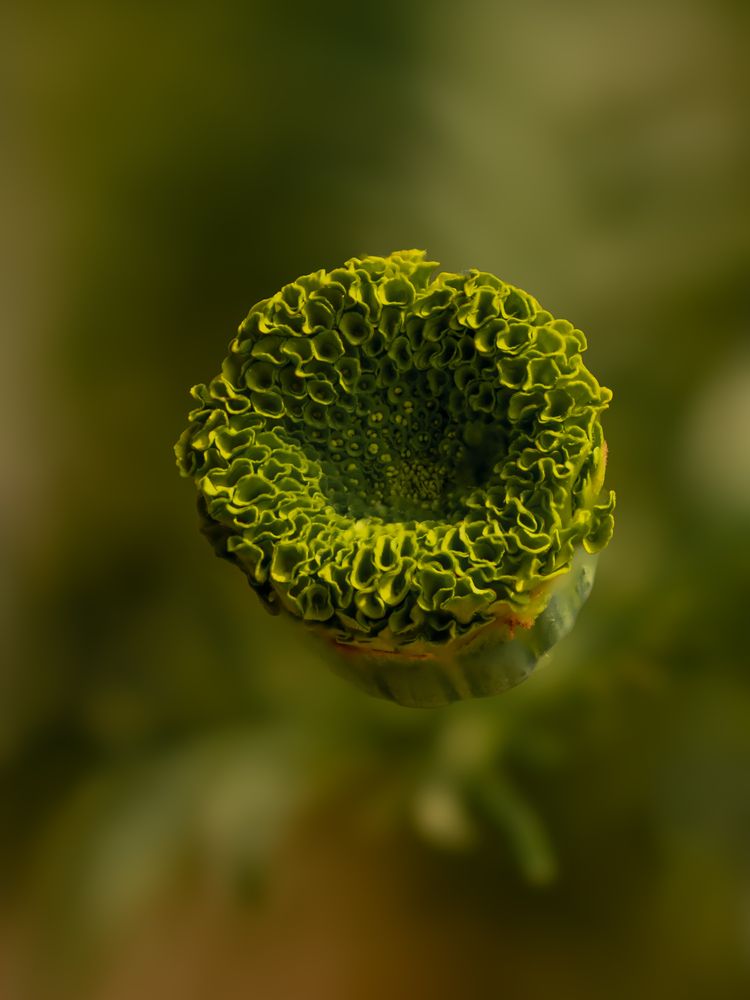 Photograph by SUHAS MANDAL